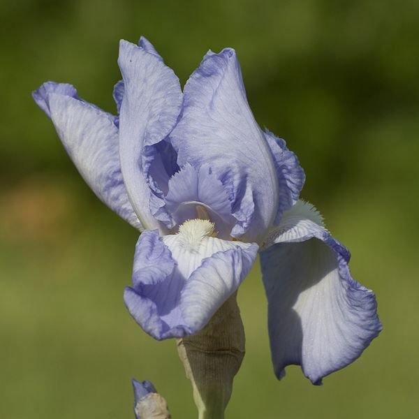 Plik:Iris Eleanor's Pride 1.jpg